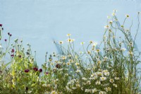 Leucanthemum vulgare and poppies against a blue background.  Garden of Solitude, RHS Hampton Court Palace Garden Festival 2021. Design: Carlotta Montefoschi, Niccolo Cau, Ricardo Walker Campos.  Sponsor: Laboratorio S. Rocco