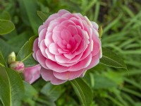 Camellia x williamsii 'E G Waterhouse' Spring April