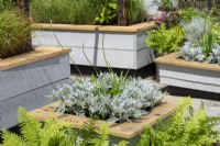 Raised beds with Artemisia and Agapanthus.  The Ability Garden, RHS Hampton Court Palace Garden Festival 2021.  Design: Tony Wagstaff, Ben Wincott.  Sponsors: Southend Borough Council, Sovereign Play Equipment