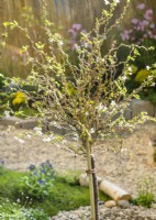 Prunus incisa Kojou-no-mai, spring March