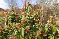 Photinia serratifolia, Syn. Photinia serrulata, spring May