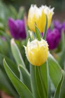 Tulipa 'Burning Flame' - Fringed Tulip