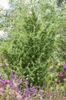 Juniperus communis, spring May