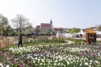 Torgau, Sachsen, Germany 3rd May 2022. 
LAGA Landesgartenschau Torgau 2022 State garden show.
Themed show gardens. Spring planting with a caleidoscope of tulip colours.