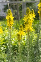 Asphodeline lutea, spring May