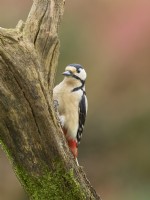 Dendrocopos major - Great spotted woodpecker on a tree trunk