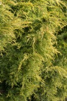 Juniperus x pfitzeriana