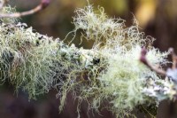 Lichen growing on Cornus kousa
