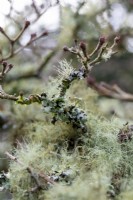 Lichen growing on Cornus kousa