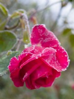 Rosa 'Dizzy Heights' with frost