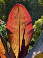 Canna Lily with backlit leaves
