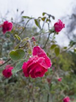 Rosa 'Dizzy Heights' with frost