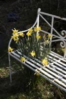 A white wrought iron bench has daffodils growing underneath it with flowers blooming between the bench seat slats. Spring.