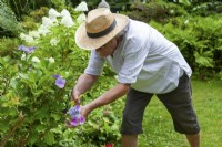 Rosa Welsch's daughter's partner Peter pruning a hydrangea flower