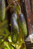 Sollya heterophylla (Bluebell Creeper) fruits