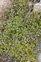Cymbalaria muralis, spring May