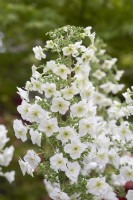 Hydrangea quercifolia - Oakleaf hydrangea