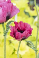 Papaver orientale 'Pink Perfection' - Oriental Poppy