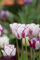 Tulipa 'Hotpants' - Chameleon Tulip