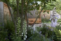 The Communication Garden. Designer: Amelia Bouquet. Wooden seating, wall-panels and screen. Planing includes Delphinium 'Guardian White', ferns and astrantias. RHS Hampton Court Palace Festival 2021