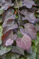 Cercis canadensis 'Ruby Falls' - redbud - October