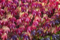 Parthenocissus tricuspidata 'Veitchii' - small-leaved Virginia creeper - October