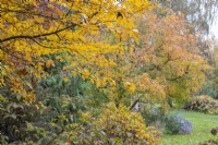 Autumn colour in Adrian's Wood at The Bressingham Gardens, Norfolk - October 

Nyssa sylvatica, Fothergilla monticola, Cotinus obovatus.