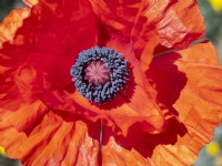 Papaver orientale early May