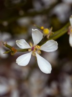 Poncirus trifoliata in flower late April Spring