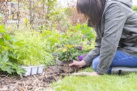 Woman planting Osteospermum in border