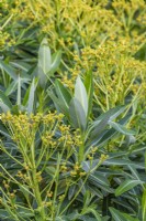 Euphorbia x pasteurii flowering in early Summer - May