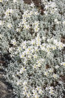 Cerastium tomentosum, summer June