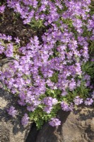 Erinus alpinus, summer June