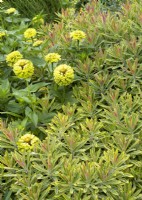 Euphorbia x martinii Ascot Rainbow, spring May