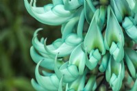 Strongylodon macrobotrys - jade vine. A rainforest climber. Close up of flowers. June