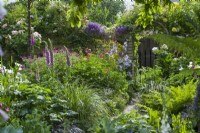 View of part of secluded town garden in summer with ferns, foxgloves, grasses, campanulas, roses and clematis. June
