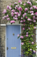 Rosa 'Constance Spry' trained  over entrance with blue door. June