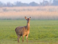 Cervus elaphus - Red Deer young hind on Norfolk grazing marsh