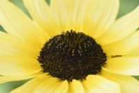 Helianthus debilis  'Vanilla Ice'  Cucumberleaf sunflower  Beach sunflower  August