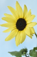 Helianthus debilis  'Vanilla Ice'  Cucumberleaf sunflower  Beach sunflower  September
