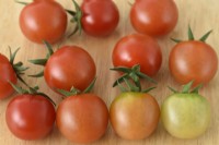 Solanum lycopersicum  'Strillo'  Cherry tomato  Picked fruit at different stages of ripeness  Syn. Lycopersicon esculentum  August