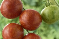 Solanum lycopersicum  'Tigerella'  Tomato  Ripe and unripe fruit  Syn. Lycopersicon esculentum  August
