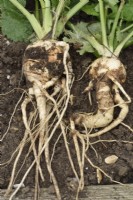 Pastinaca sativa  Parsnip  Forked and blemished roots  September
