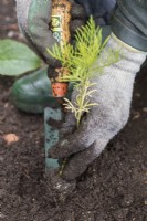 Gardener planting Cosmos 'Purity' seedling with a trowel