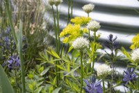 Allium nigrum in 'The Vitamin G' Feature Garden at RHS Malvern Spring Festival 2022 - Designer Alan Williams