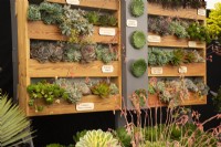 Succulent plant display in the Floral Marquee at the RHS Malvern Spring Festival 2022 - Surreal Succulents - Gold Medal winner