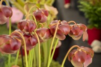 Sarracenia purpurea  in the Floral Marquee at the RHS Malvern Spring Festival 2022 - Hewitt-Cooper Carnivorous Plants - Gold Medal winner