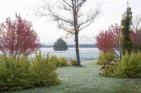 Early morning fog in the Gap Meadow designed by Adrian Bloom, The Bressingham Gardens, Norfolk - November

Acer rubrum 'Brandywine', Betula nigra 'Heritage', Cornus sanguinea 'Midwinter Fire', Quercus robur