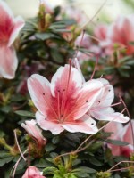 Rhododendron simsii 'Mevrouw Gerard Kint'