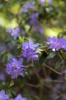 Rhododendron 'Blaumeise'